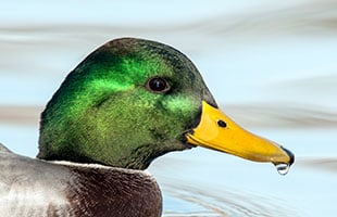 The Duck Test… When is a Biofilter not a Biofilter?